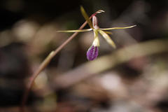 Nervilia infundibulifolia